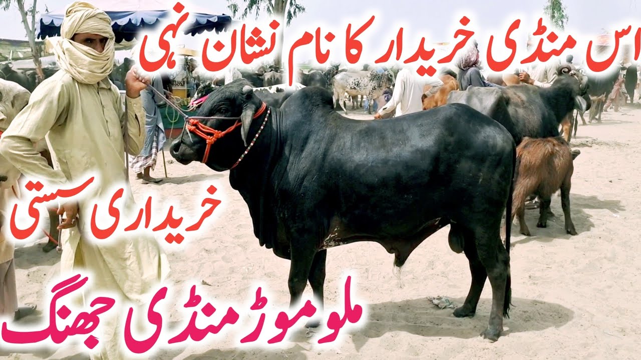 Malumor Mandi Jhang | Qurbani 2025 Cholistani Sahiwal Bachre || Global Village Farming