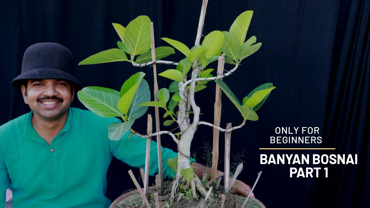 How to Make Banyan Tree Bonsai? Banyan Bonsai | Best Bonsai for Beginners|banyan root pruning,Part 1