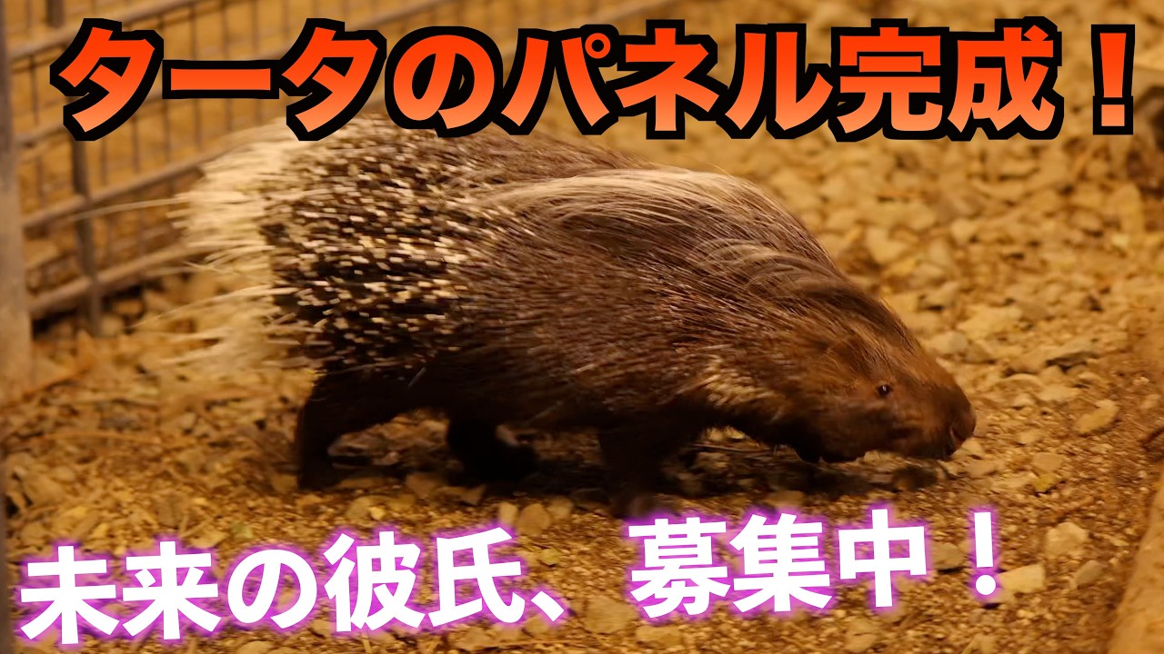 「針は飛ばせません！」タータが自分のヒミツを全部話します【円山動物園】