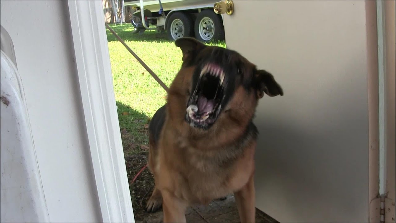 Teaching Protection Dogs to Bark at strangers in public