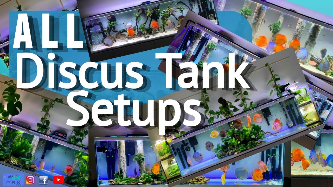 DISCUS FISH TANK LAYOUTS EVOLUTION | all my discus fish and tank layouts