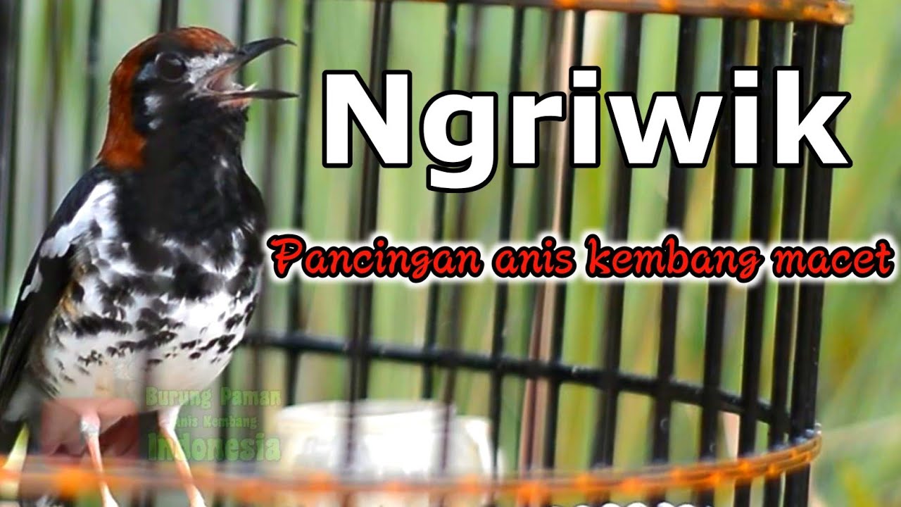 ANIS KEMBANG NGRIWIK UNTUK PANCINGAN ANIS KEMBANG MACET