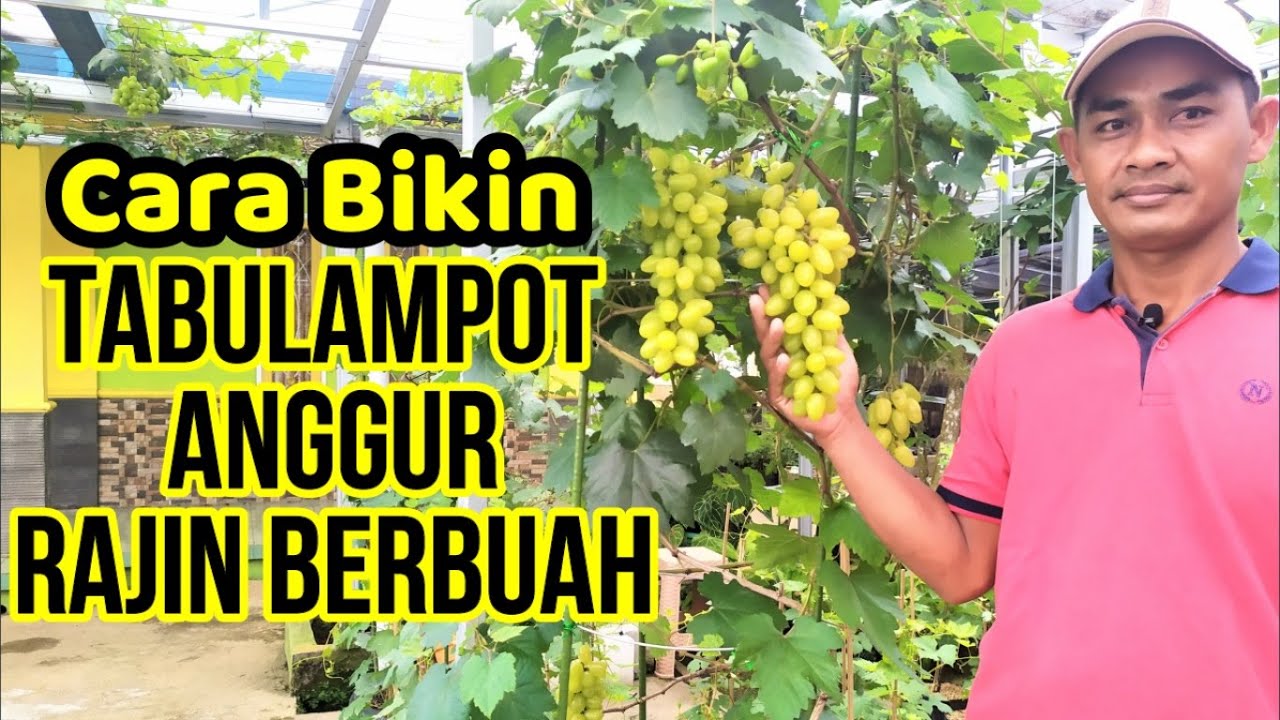 CARA MEMBUAHKAN ANGGUR DALAM POT || Lengkap Step by Step