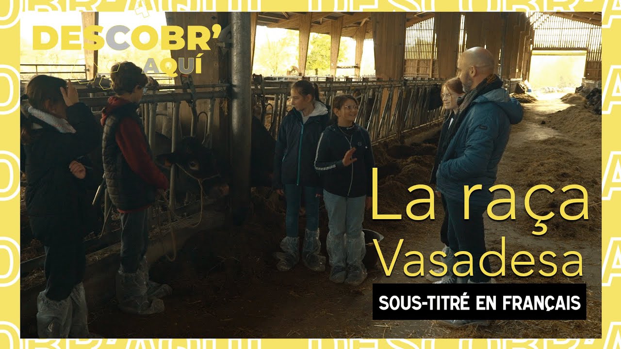 🎒🐄 La vaca vasadesa / La vache bazadaise - Descobr'aquí