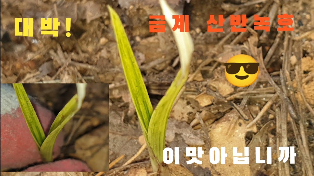 #한국춘란 오랜만에 산채가서 손맛을..금계열#산반녹호#산반중투#난초랑