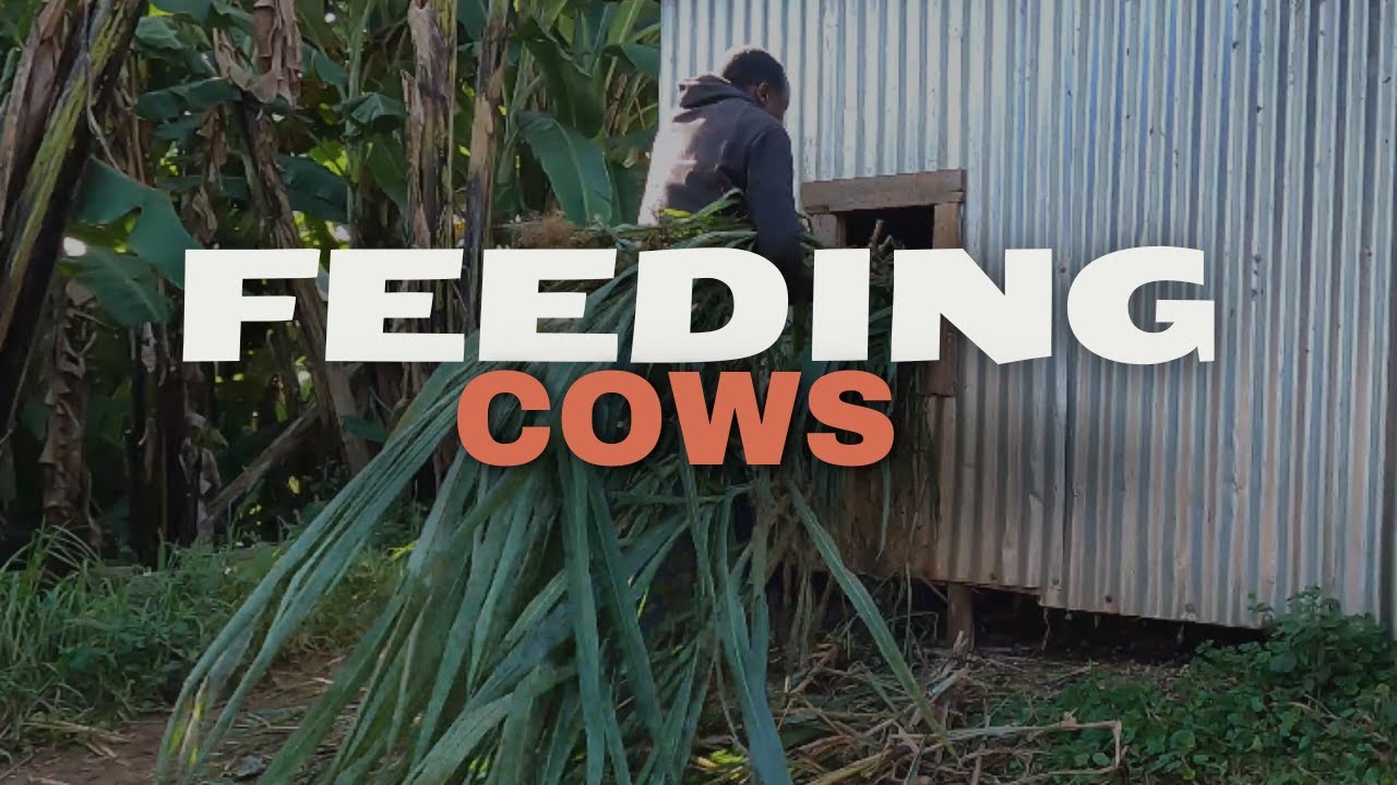 DAIRY FARMING IN KENYAN A VILLAGE, AFRICA|HOW TO USE A CHAFF CUTTER