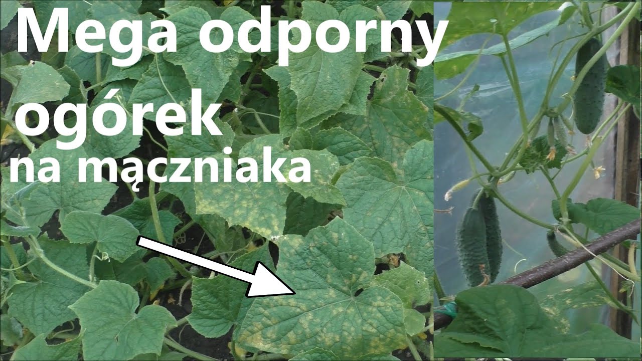 Mega!!! odporna odmiana Ogórka na mączniaka rzekomego.