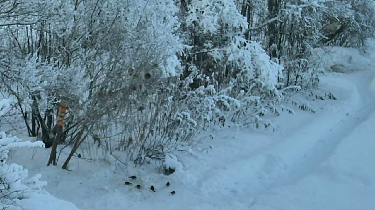 2026-02-16 Garden: Squirrel War The Fake Truce Caught on Camera