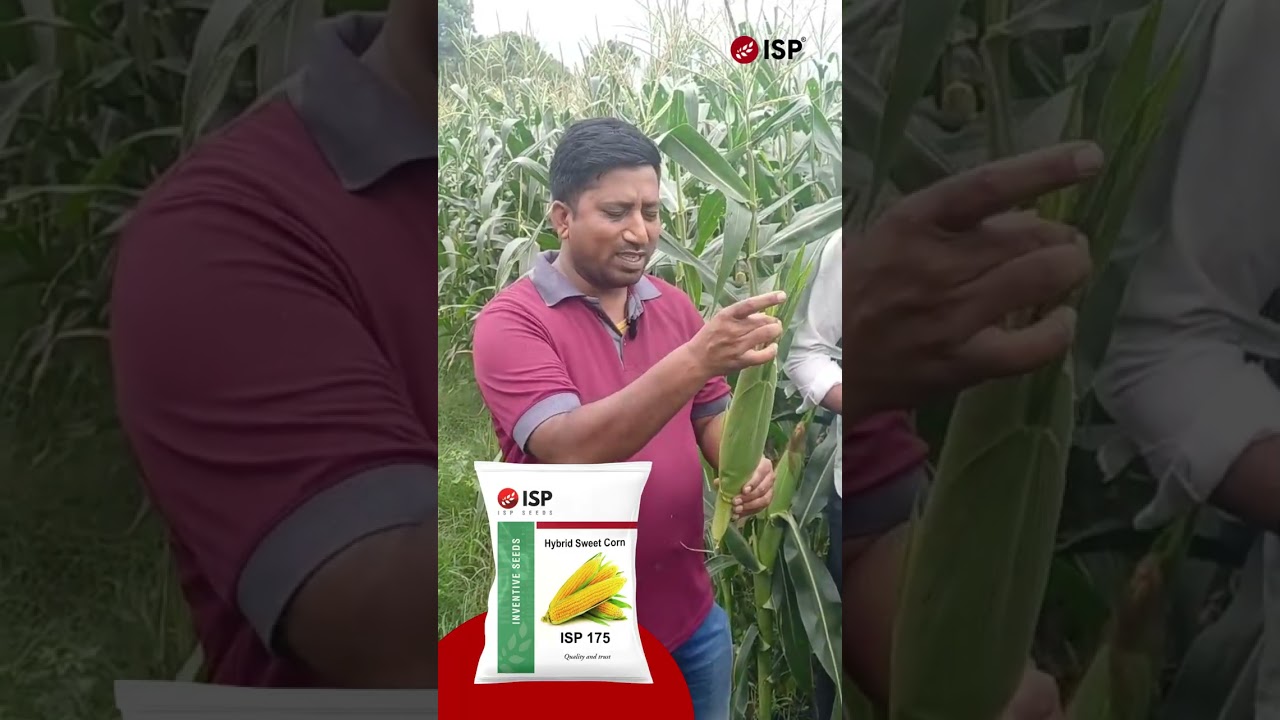 𝗜𝗦𝗣 𝟭𝟳𝟱 𝗦𝘄𝗲𝗲𝘁 𝗖𝗼𝗿𝗻 𝗥𝗲𝘃𝗶𝗲𝘄 🌽 | 𝗙𝗮𝗿𝗺𝗲𝗿’𝘀 𝗛𝗼𝗻𝗲𝘀𝘁 𝗧𝗲𝘀𝘁𝗶𝗺𝗼𝗻𝗶𝗮𝗹 | 𝗛𝗶𝗴𝗵 𝗬𝗶𝗲𝗹𝗱 & 𝗦𝘄𝗲𝗲𝘁 𝗧𝗮𝘀𝘁𝗲 𝗚𝘂𝗮𝗿𝗮𝗻𝘁𝗲𝗲𝗱