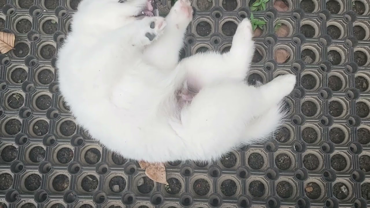 Pomeranian Dog Detail part 1