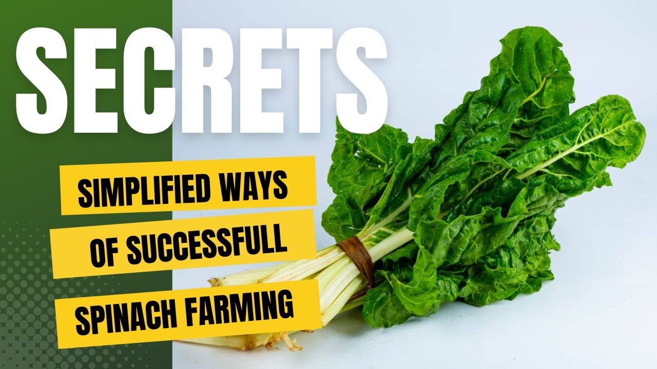 Simple ways of successful spinach farming 2024
