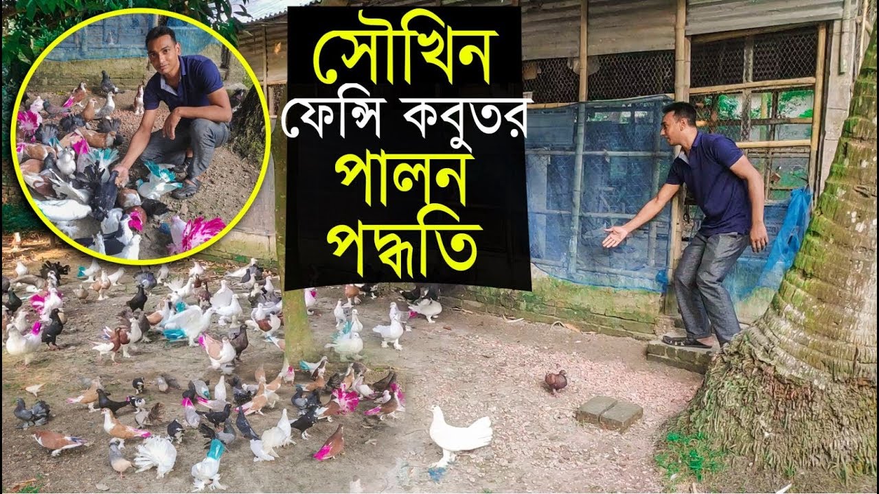 মুক্ত চারণ পদ্ধতিতে ফেন্সি কবুতর পালন করে সফল পাবনার সুজন সাহেব। pigeon farm pabna