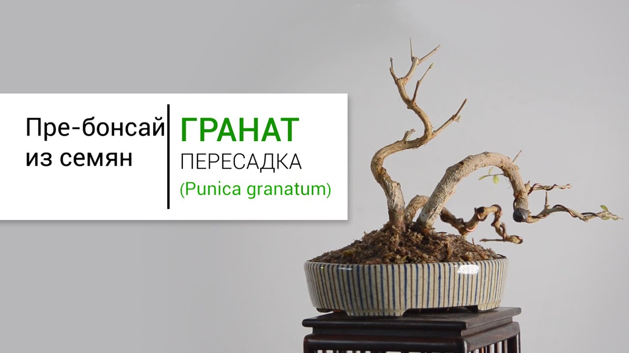 Пре-бонсай из граната. Пересадка | Pomegranate pre bonsai tree. Repotting.