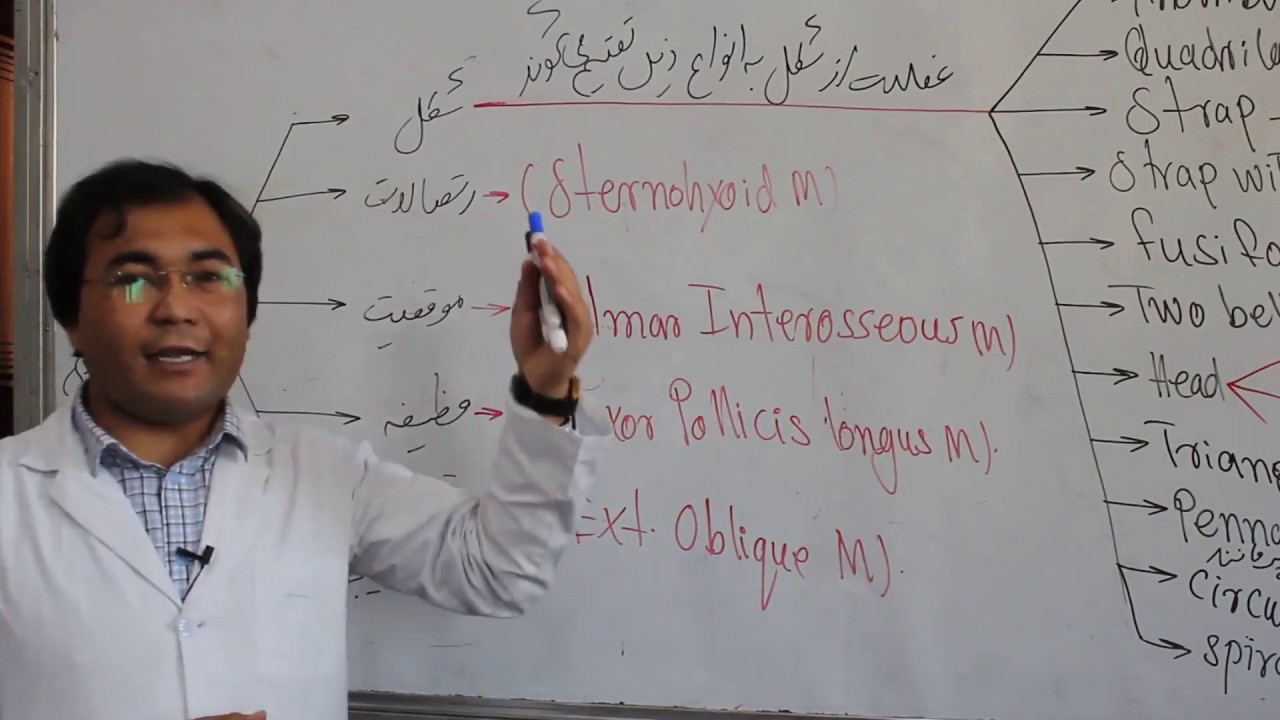 Anatomy | muscles | Type of Muscles | Lecture 9 | اناتومی | عضله | انواع عضله
