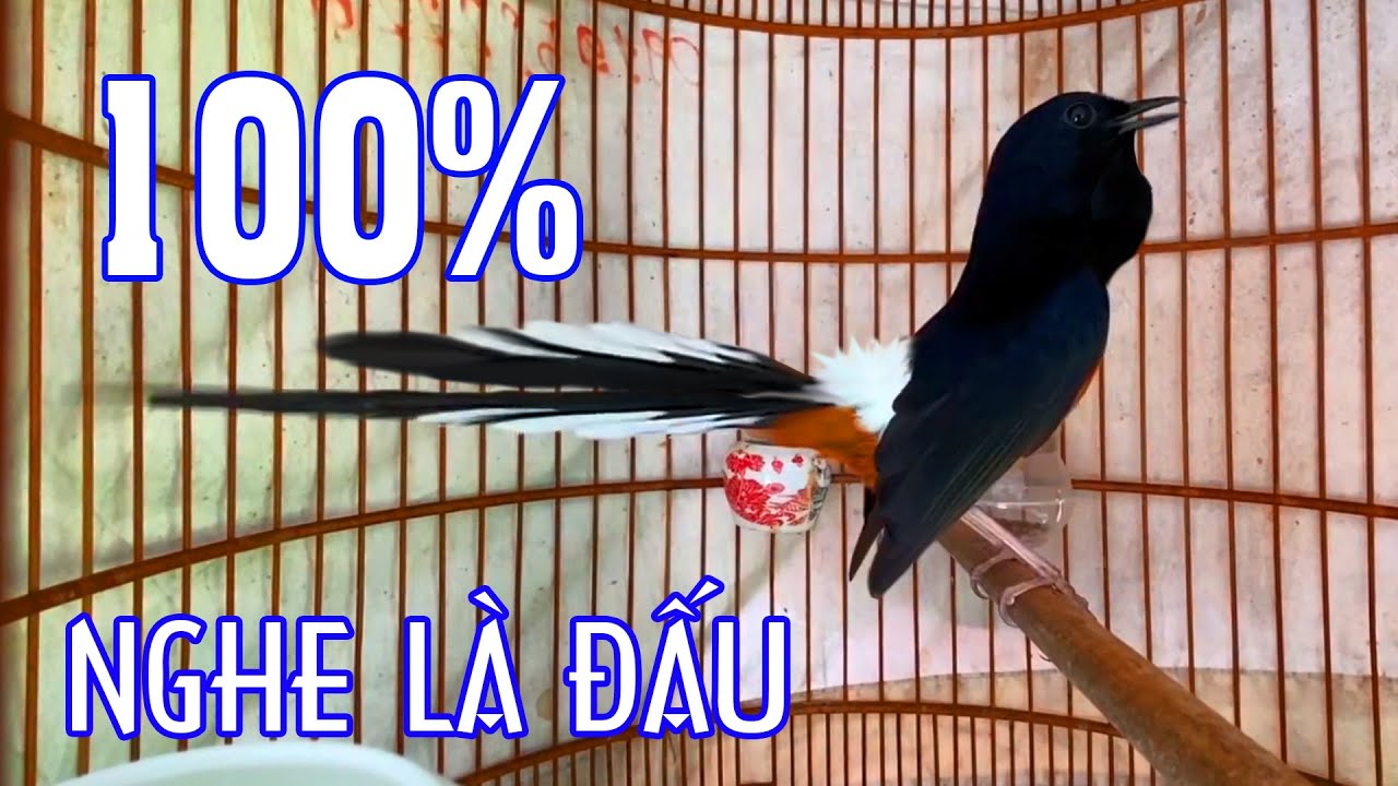 Kích Chòe Lửa Nhanh Sung //Kích Chòe Lửa Hót Nhiều Giọng Lạ//Chòe Lửa Hót Đấu.CHOALUAHOT