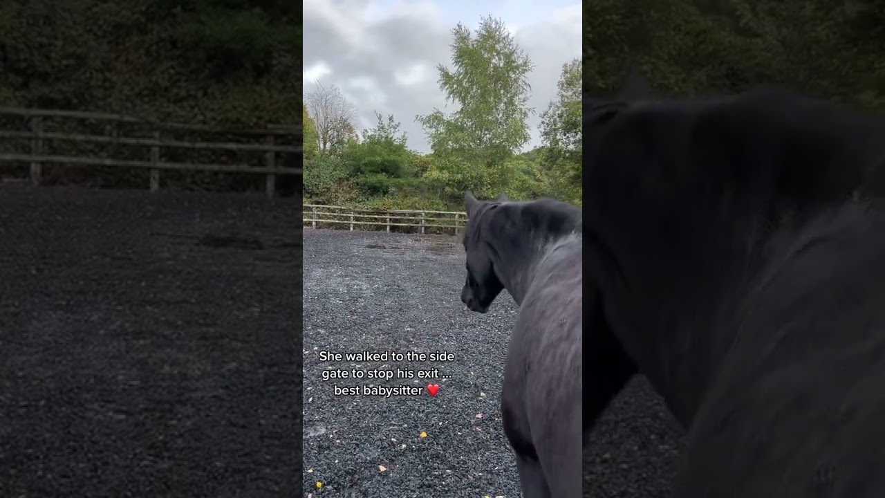 This horse has so much emotional intelligence, old video #horse #equestrian
