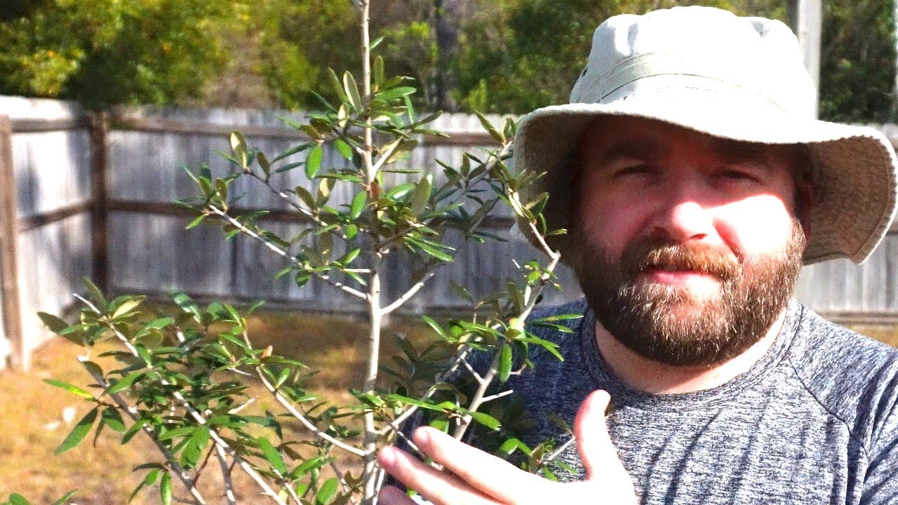 Planting An Oak Tree Is This Easy: Native Plants Improved My Backyard