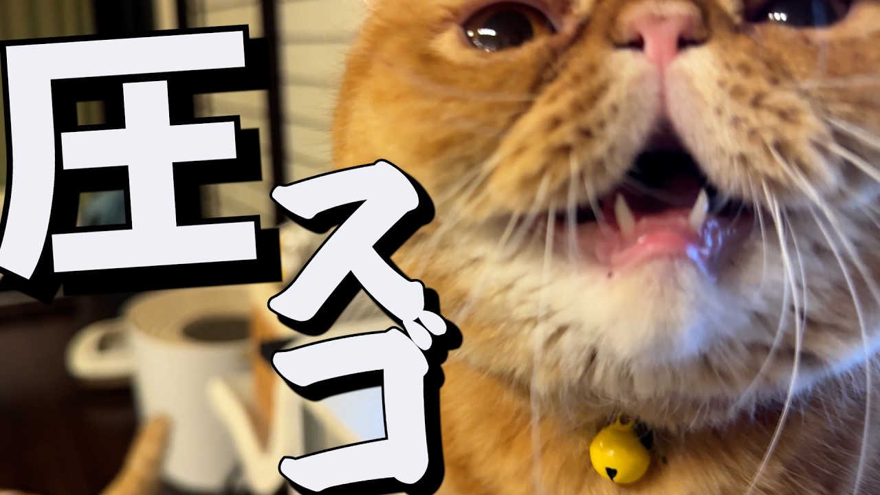 ねこ「これ、毎日ですから」