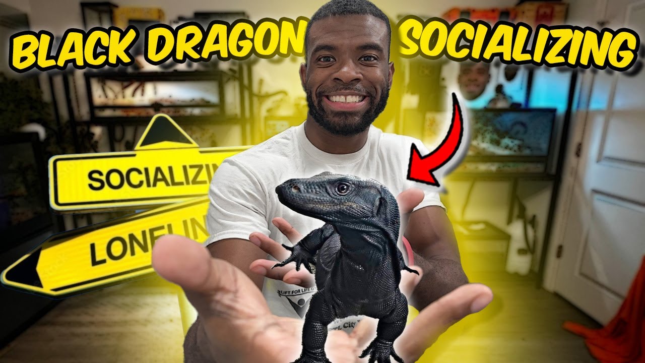 Socializing my BLACK DRAGON ASIAN WATER MONITOR!!!