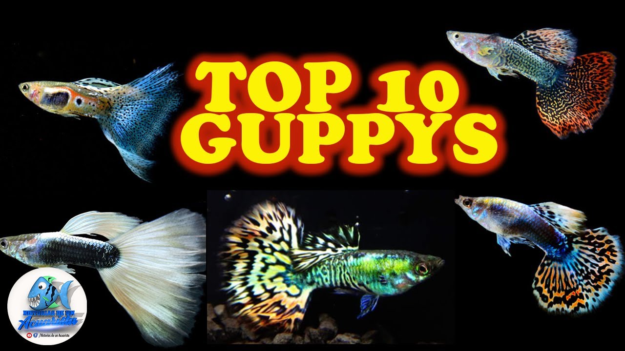 TOP 10 GUPPYS MAS HERMOSOS