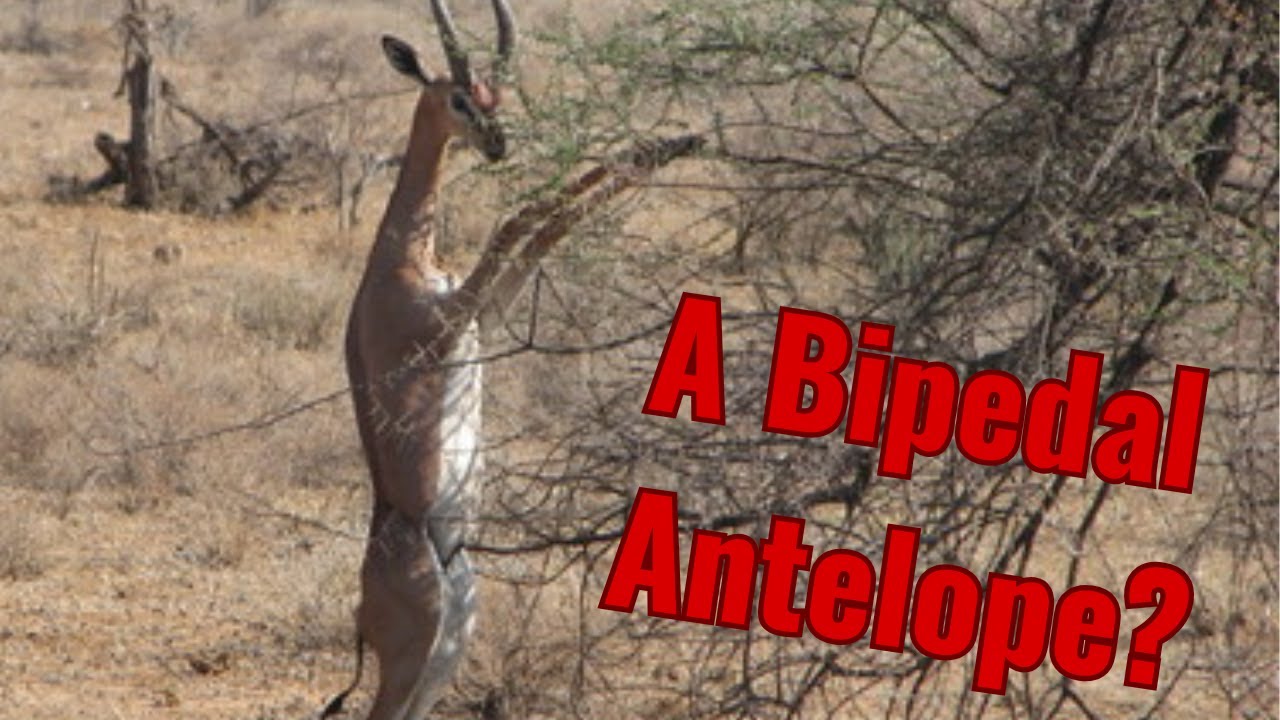 The Biology and Conservation of Gerenuks and Dibatags | Giraffe-Necked and Never Seen