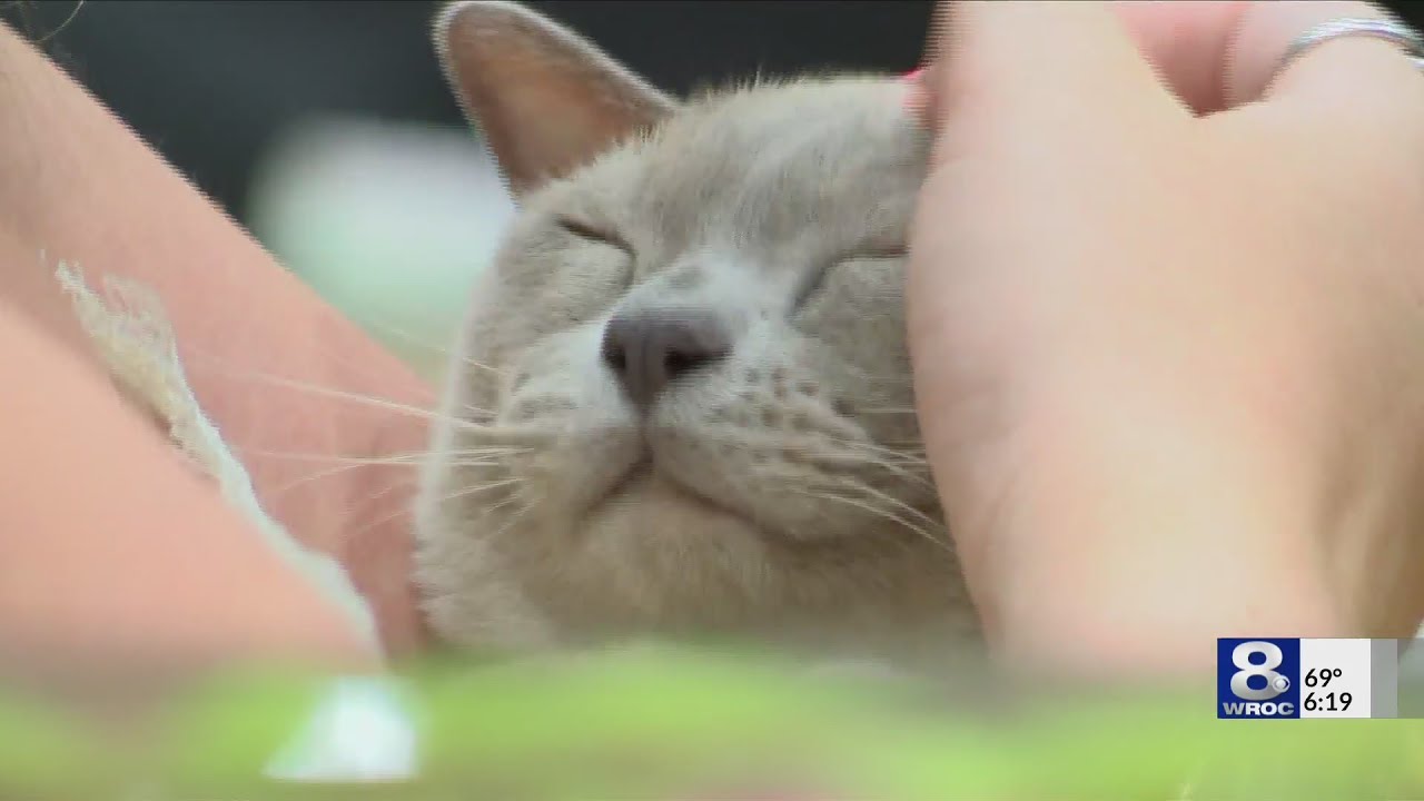 Cat Fanciers Cat Show in Rochester