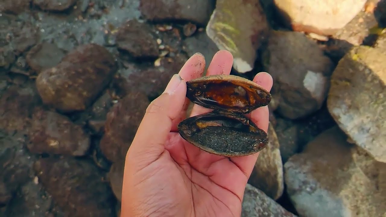 Harvesting Periwinkles in Portsmouth, RI (Secret Spot)