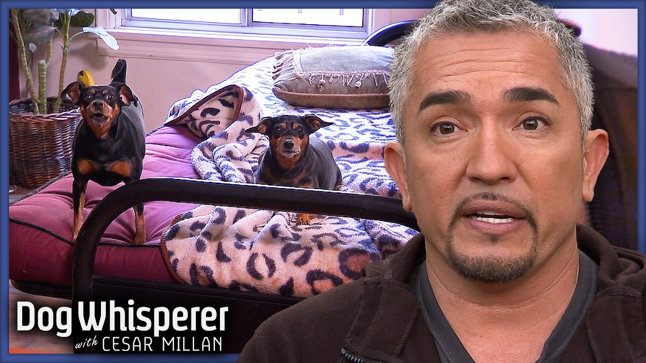 Aggressive Pinschers Traumatized After Accident | Dog Whisperer With Cesar Millan