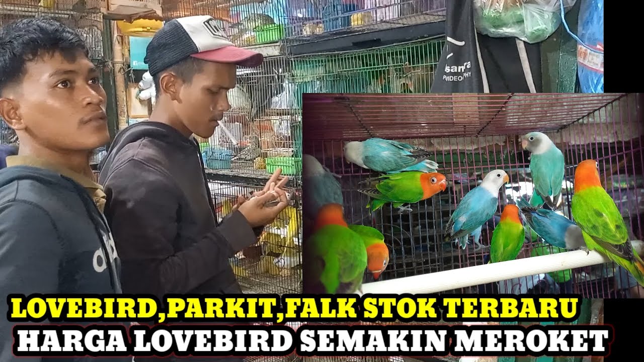 HARGA BURUNG LOVEBIRD SEMAKIN MEROKET DI PASAR BURUNG PRAMUKA!!UPDATE HARGA PARKIT DAN FALK