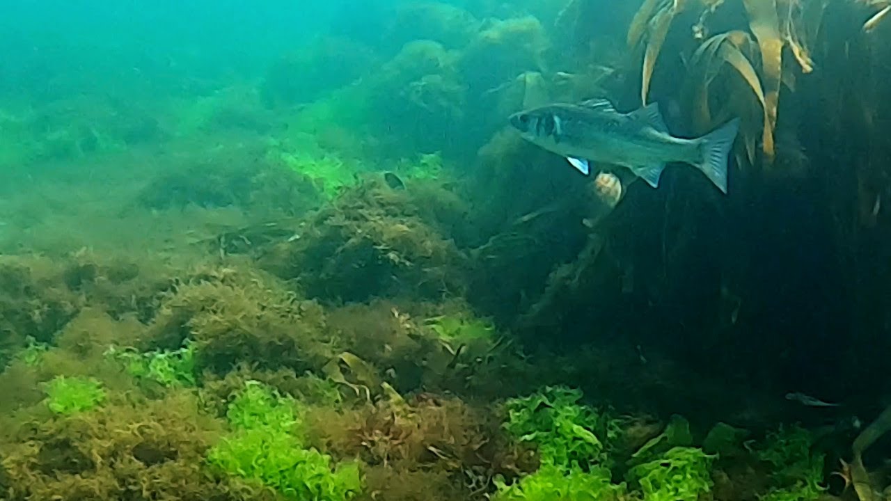 Snorkelling Cornwall 2021 - Reef, big fish, star fish, jelly fish