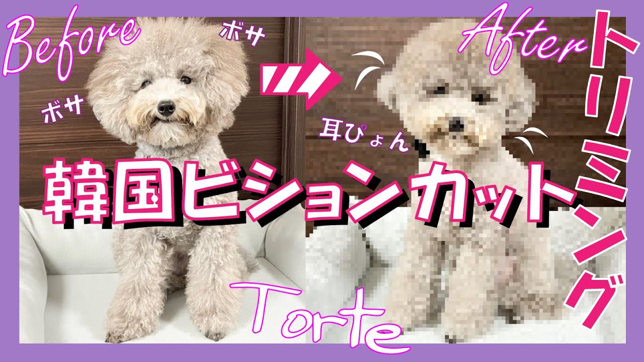 【トイプードル トリミング】愛犬トルテ 韓国ビションカットにイメチェンしてみた！！（トイプードルのTorte channel)