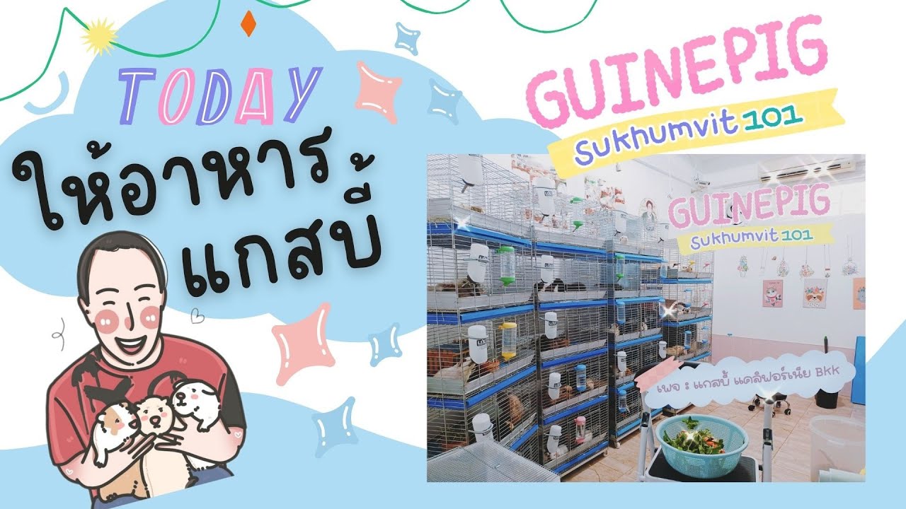 การให้อาหารแกสบี้ แกสบี้สุขุมวิท101