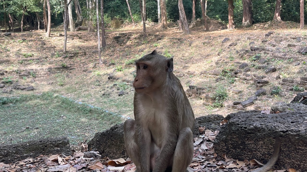 Wild Monkey