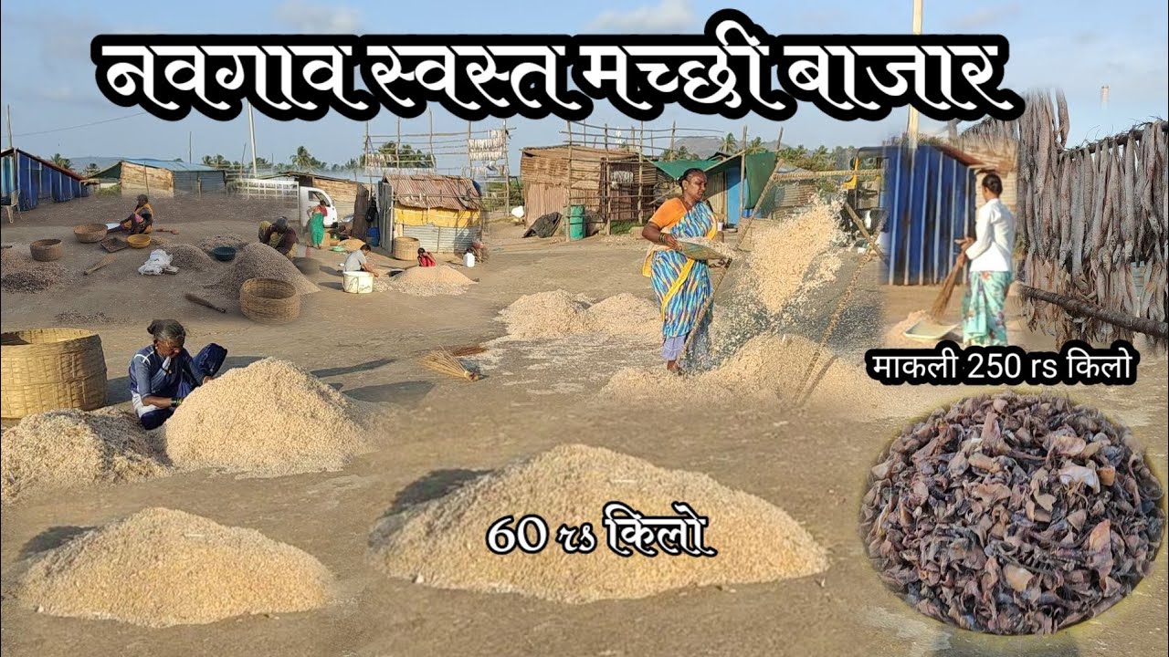 अलिबाग-नवगावचा होलसेल सुखी मच्छी बाजार || सुकट60rsकिलो,वाकती 100rsकिलो इथे मिळते सर्वात स्वस्त मच्छी