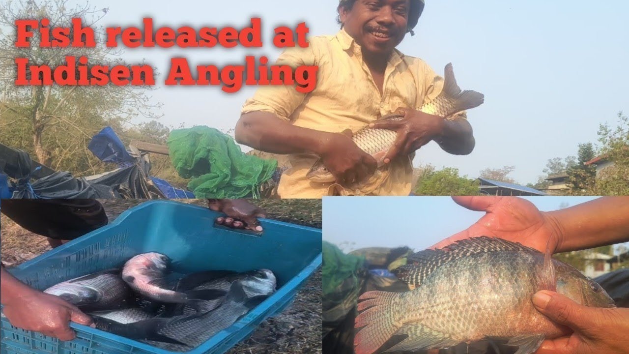 Fish released at Indisen Angling Zone Dimapur Nagaland.