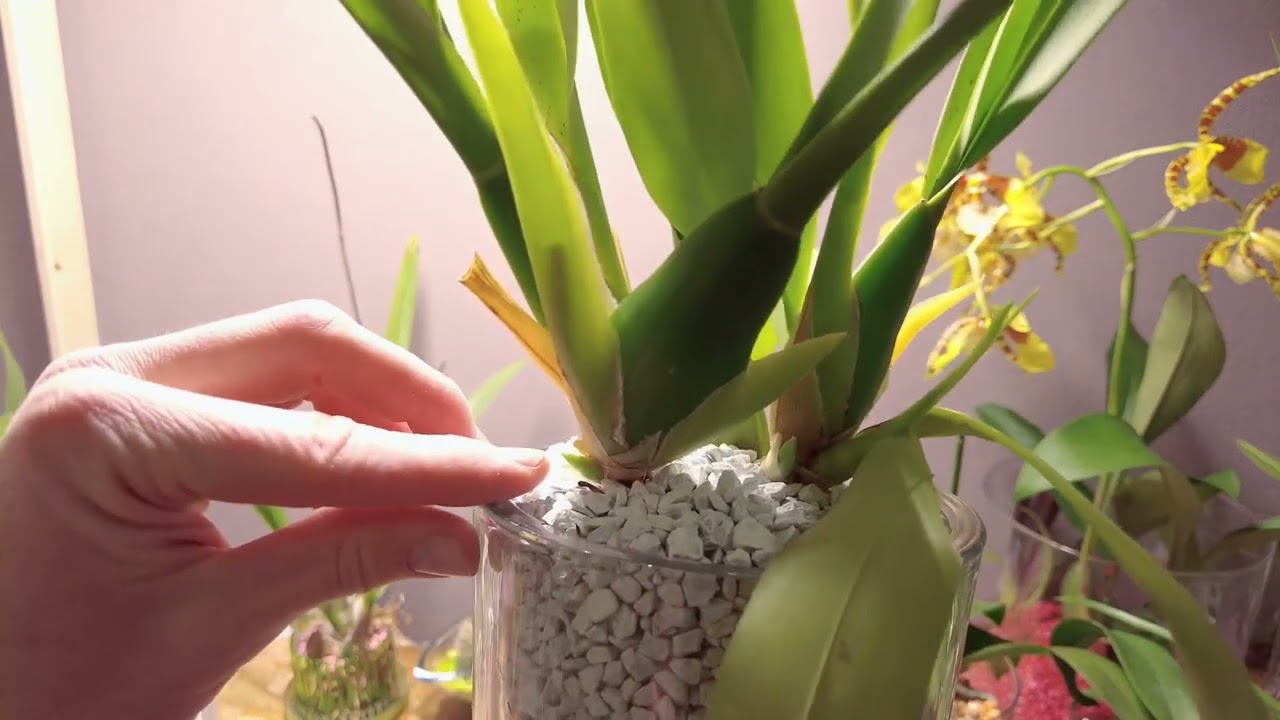 L'orchidea appassisce, cosa fare?