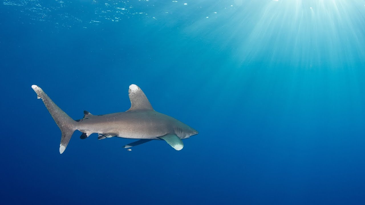 Egypt | Marsa Alam 2022 | Snorkling (Shark, Sea Turtles etc).