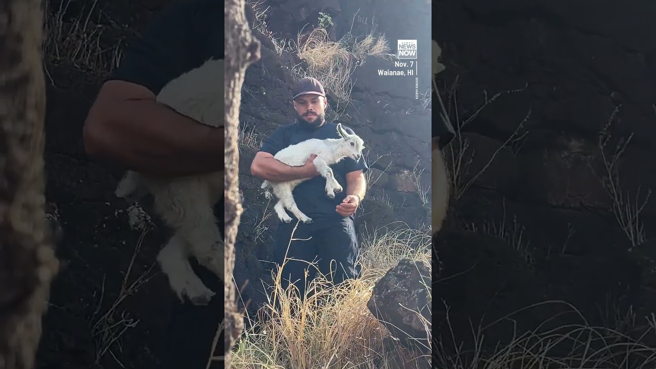 Good Samaritans rescue baby goat stranded on West Oahu cliff for 4 days