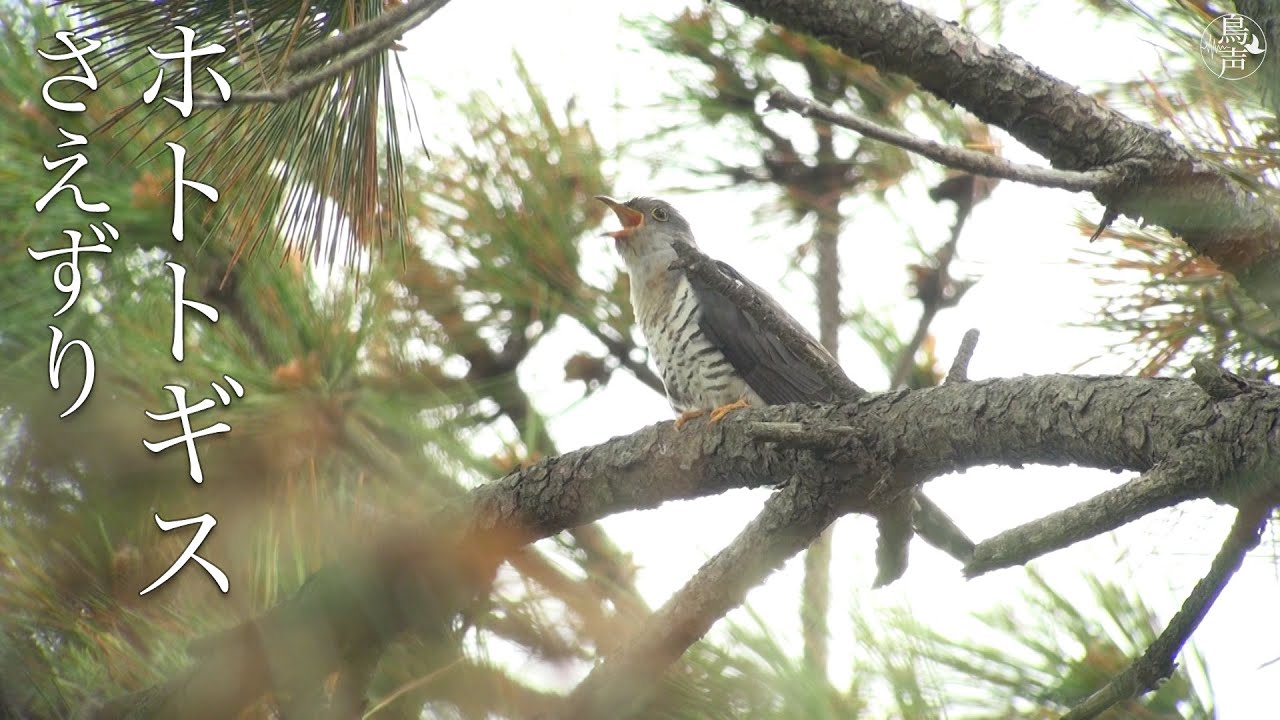 ホトトギスのさえずり | 野鳥 - 鳥の鳴き声図鑑［鳥声］