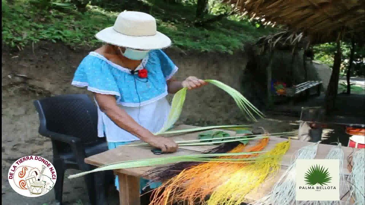 Palma Bellota - Coclé Panamá