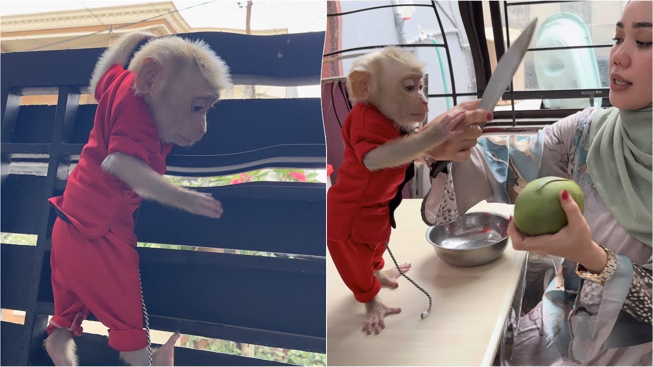Mommy was worried seeing Baby Monkey Alpha climbing too high and immediately told him to come down