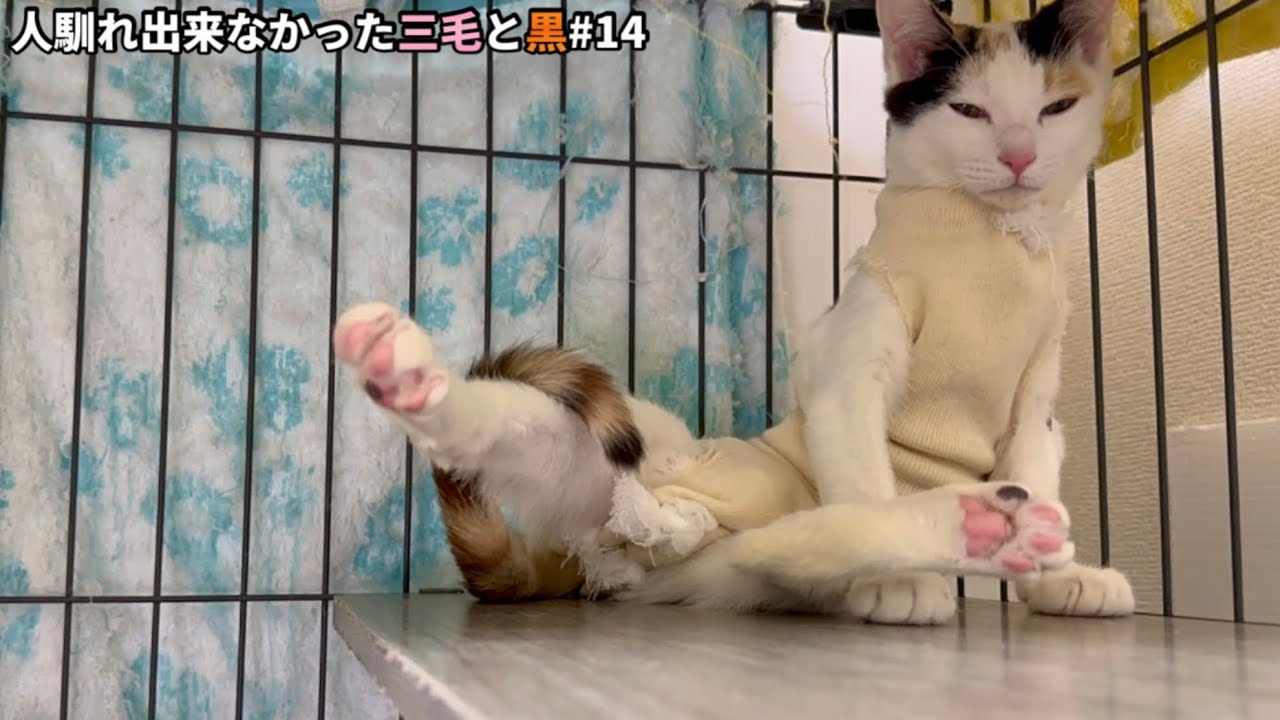 「触れない」と返された保護猫..術後の様子が変です。