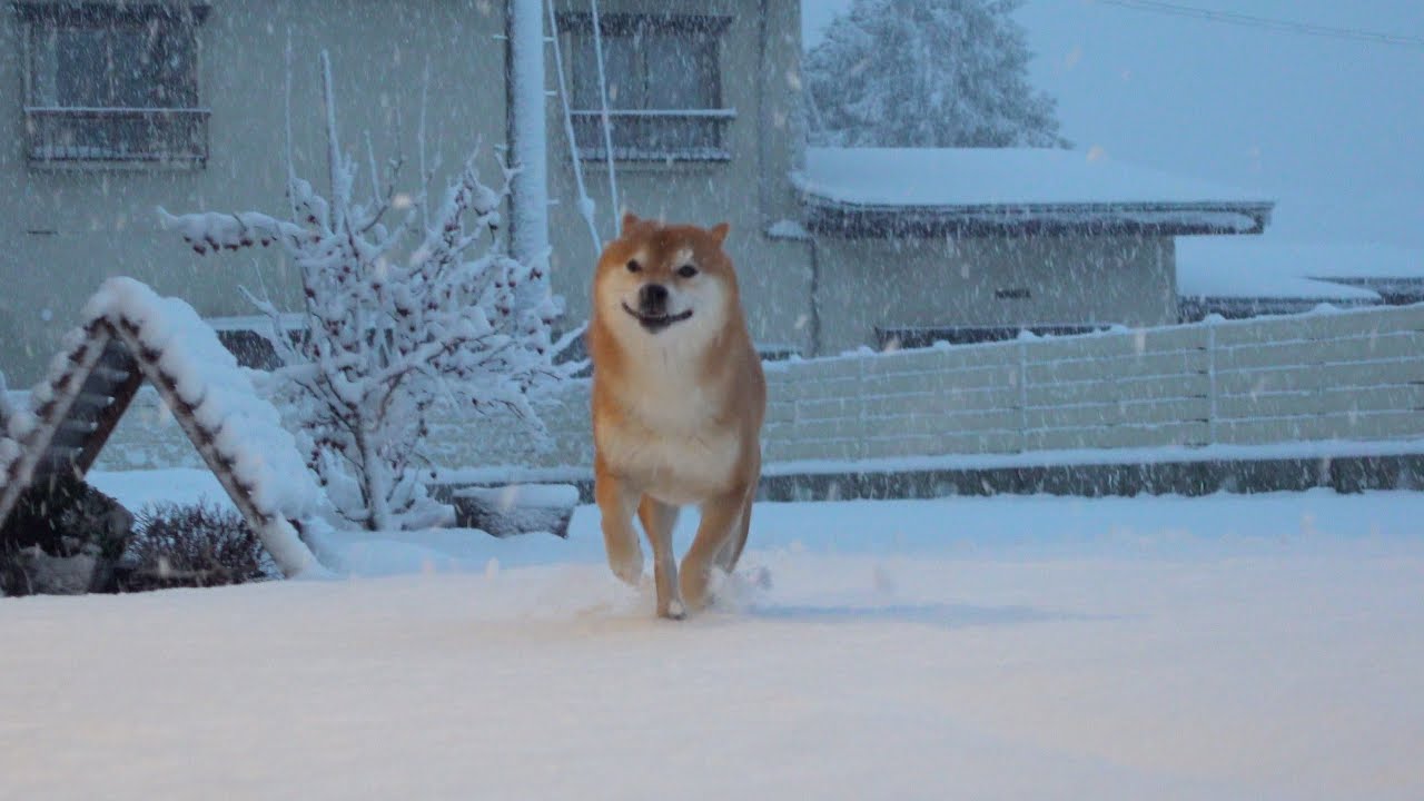 柴犬、久しぶりの積雪で様子が明らかにおかしい