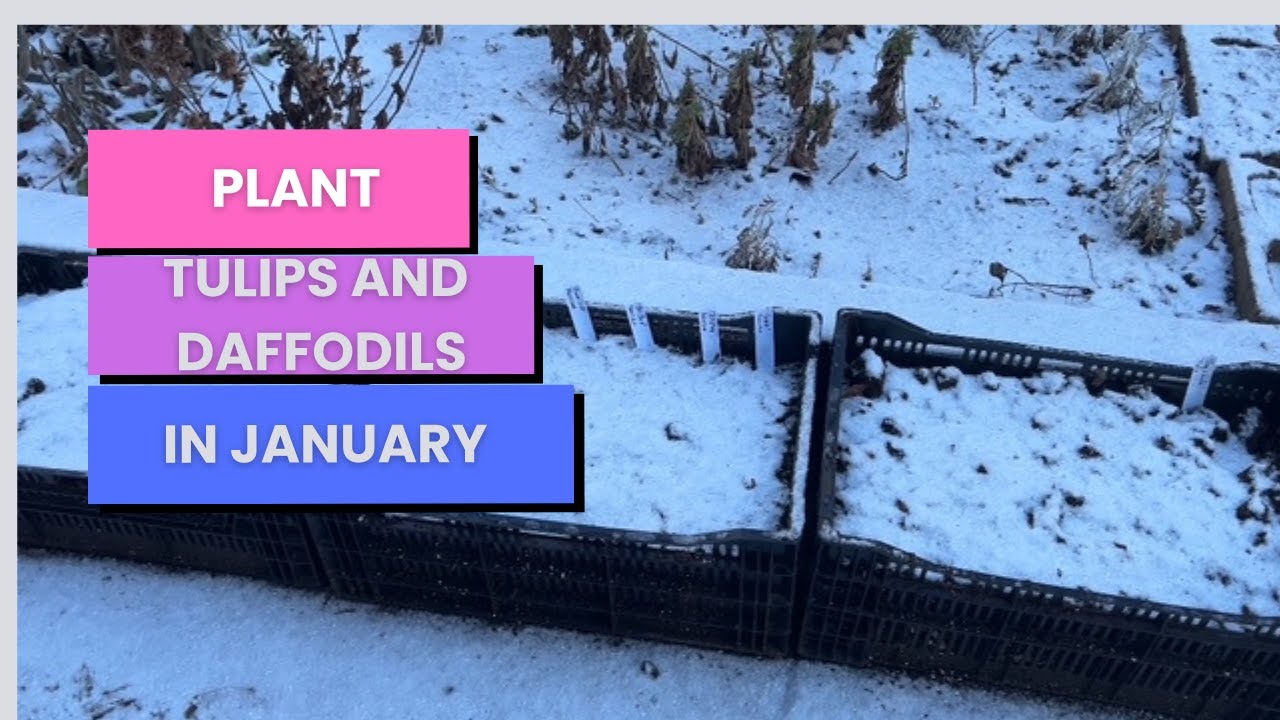 Planting Tulips and Daffodils in dead of winter using crates.