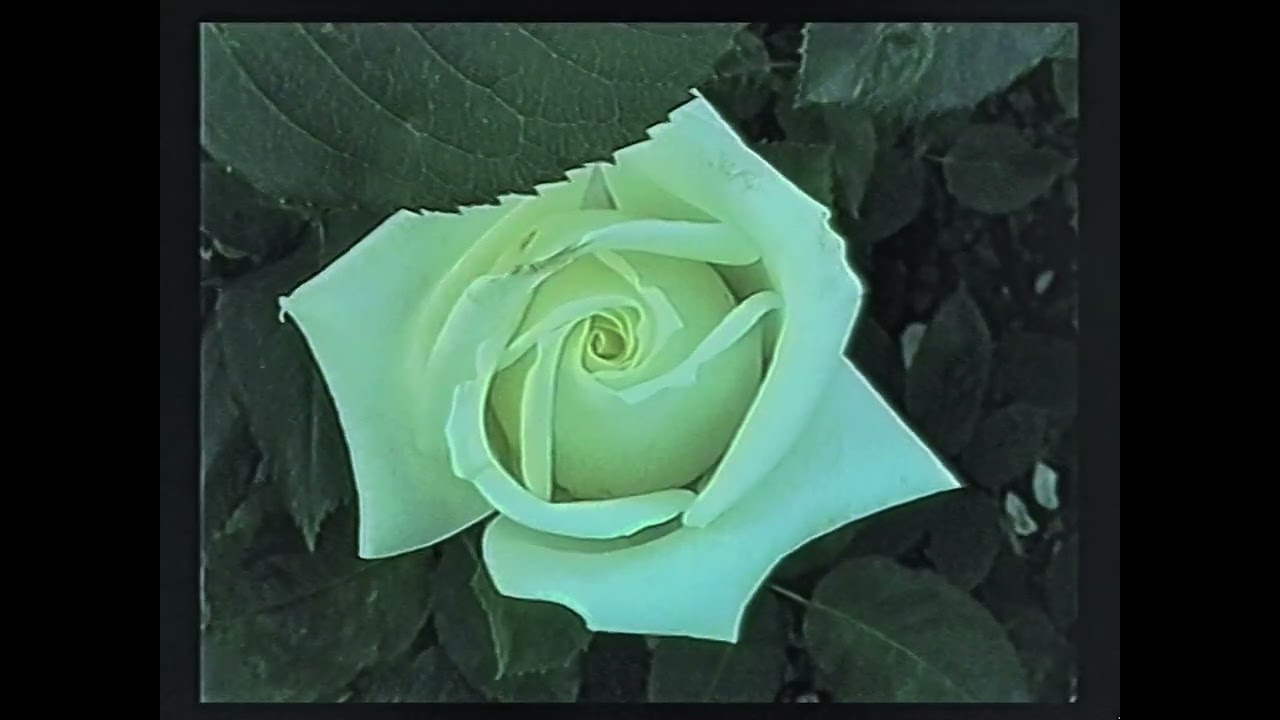 Queen Mary's Garden