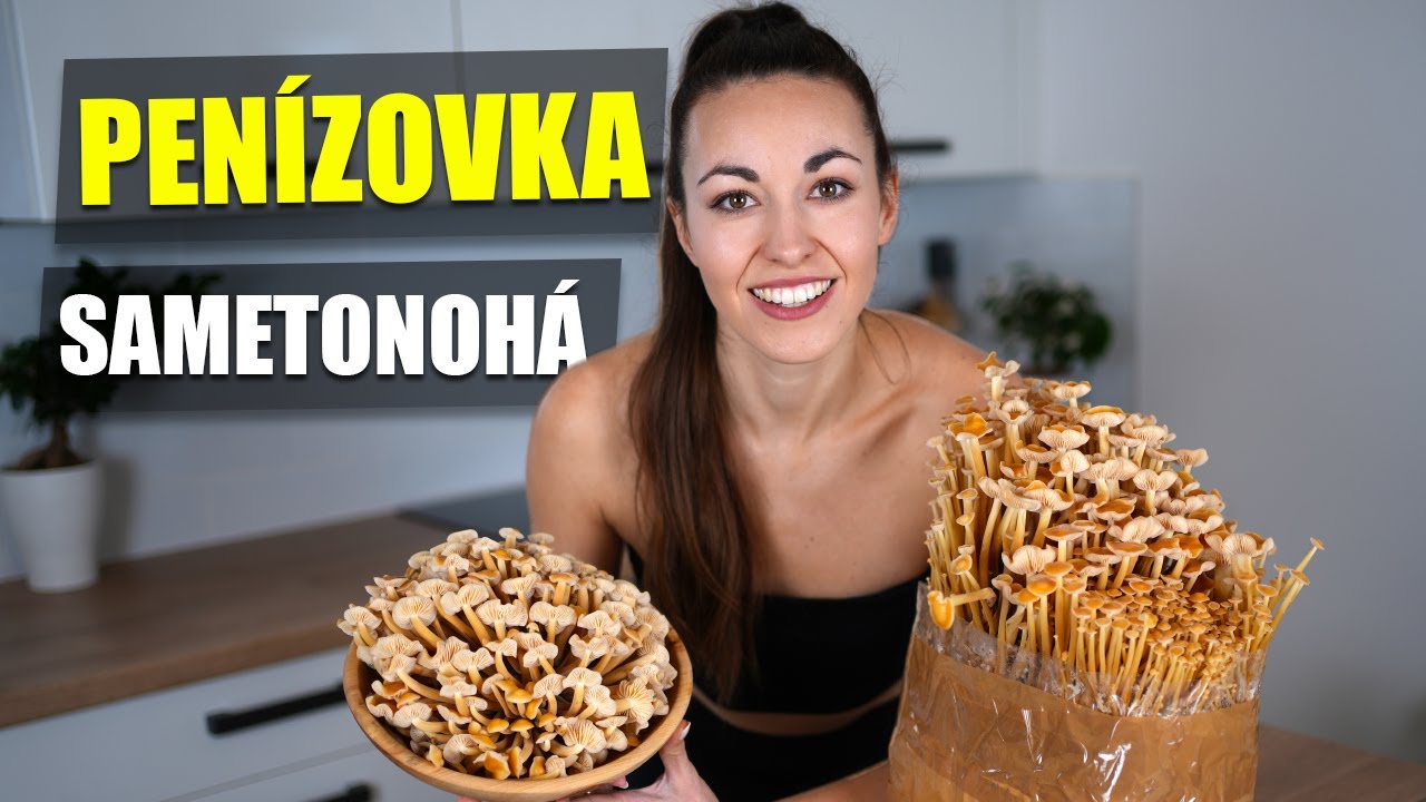 PENÍZOVKA SAMETONOHÁ - NÁVOD NA DOMÁCÍ PĚSTOVÁNÍ HUB