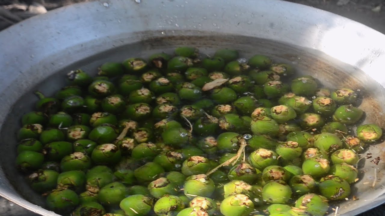 Kaong Fruit (Arenga Palm tree) | Harvesting and Cooking