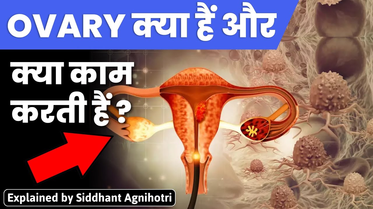 What are PCOS/PCOD || All about Ovaries|| Structure and anatomy | Lecture 2