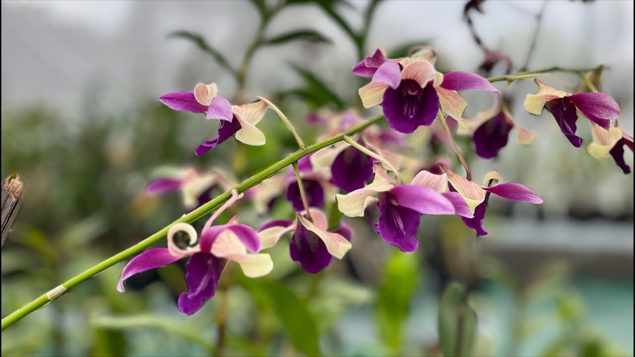 Dendrobium Kriting