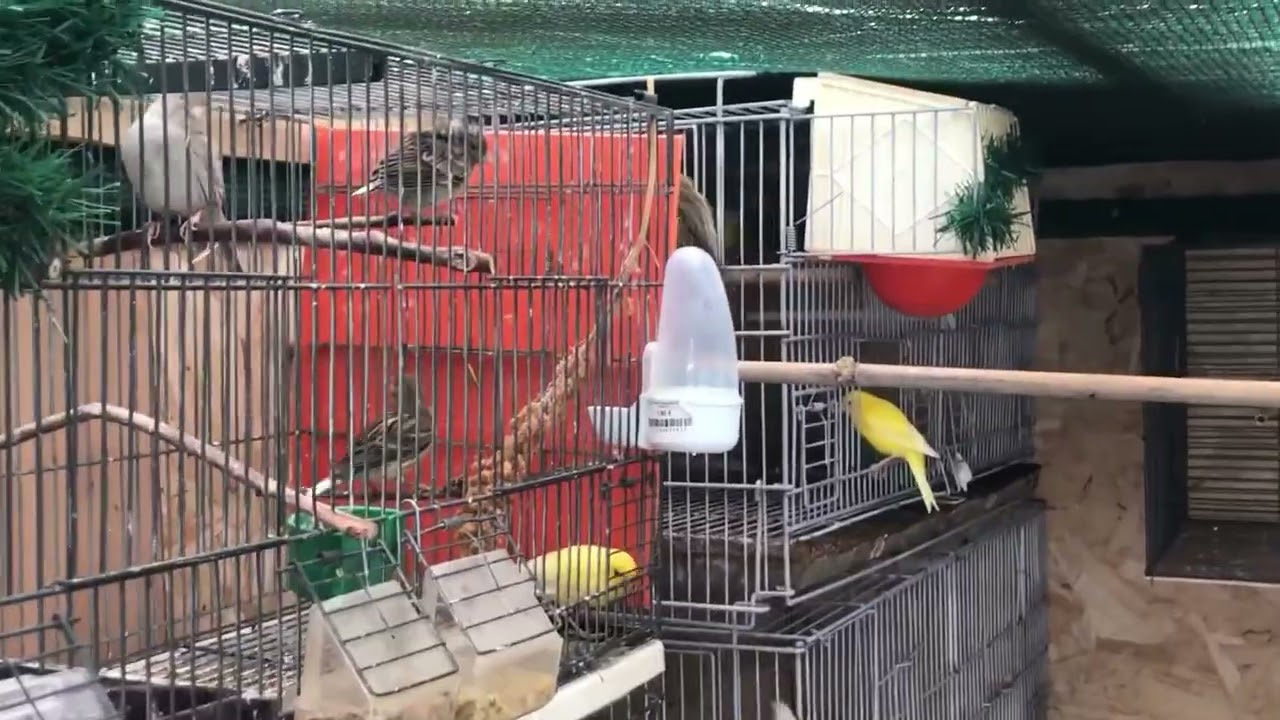 👉 Présentation de ma volière – Passion Canari à La Réunion 🐦